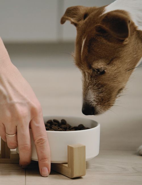 Pet Sitting Service in Westfield & Carmel​